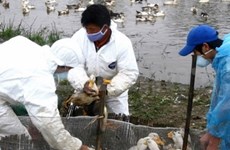 Risque d'explosion d'une épidémie de grippe aviaire dans l'ensemble du pays