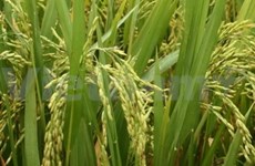 Le séquençage du génome du riz, fruit d'une coopération vietnamo-britannique 