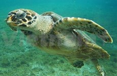 Sauvetage d'une tortue de mer à Thua Thien-Hue 