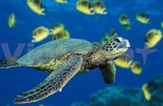 Quang Ngai crée un centre de conservation d'une espèce de tortue endémique 