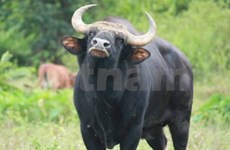 Un gaur découvert dans la province de Quang Nam 