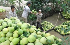 2015, année exceptionnelle pour l’exportation de fruits vietnamiens 