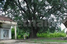 Un nouvel arbre patrimoinial à Dak Lak