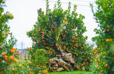 Tu Liên, le village traditionnel des kumquats de Hanoï