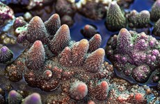 De magnifiques récifs de coraux sur la côte méridionale du Centre