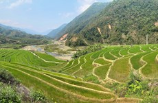 La beauté des rizières en terrasse à Lai Chau à la période des semis 