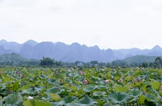Perdu dans la magnifique vallée des lotus en banlieue de Hanoï 