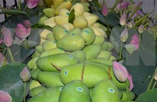 Dong Thap exporte son premier lot de mangues fraîches de 2022 vers l'Europe