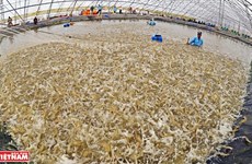 Le Vietnam ambitionne d'exportater 4 milliards de dollars des crevettes cette année