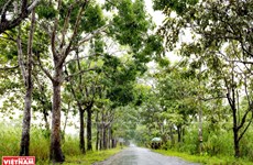 Découvrir le parc national d'U Minh Thuong 