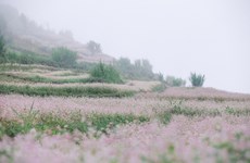 Ha Giang au temps de la floraison des champs de sarrasin