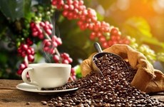 Plus de 80 échantillons de café participent au Concours de café de spécialité du Vietnam 2022
