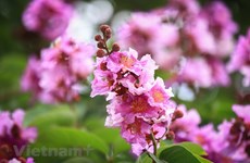 La spectaculaire floraison estivale des Bang Lang dans la capitale Hanoï