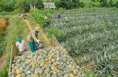 Plongée dans le champ d’ananas de Dông Giao à la saison de récolte