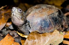 À Thua Thiên-Huê, 70 tortues capturées repartent dans la nature