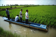 La province de Cà Mau construit des zones rizicoles de haute qualité