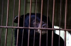 Sauvetage de trois ours noirs captifs à Hô Chi Minh-Ville
