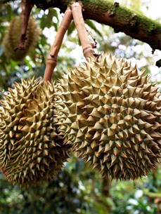 Pour un développement durable de la filière du durian