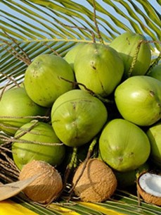 Développement durable de la filière vietnamienne de la noix de coco