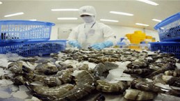 Le Vietnam figure parmi les plus grands exportateurs de crevettes