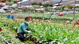 Hung Yen développe l'économie agricole dans ses zones alluviales
