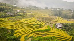 La beauté des rizières en terrasse de Ha Giang à la saison du riz mûr