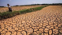 Des efforts considérables sont nécessaires pour aider le delta du Mékong à surmonter la sécheresse
