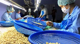 La noix de cajou vietnamienne augmente sa part de marché en Russie