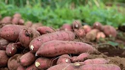 Les patates douces vietnamiennes seront officiellement exportées vers la Chine
