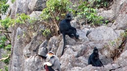 Des primates rares découverts dans la réserve naturelle de Quang Binh