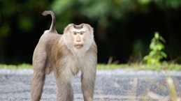 Trois macaques à queue de cochon relâchés dans la nature