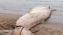Une baleine de près de 10 tonnes échouée sur la côte de Thanh Hoa (Centre)