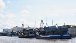 Bac Lieu s'efforce de supprimer le "carton jaune" sur la pêche INN
