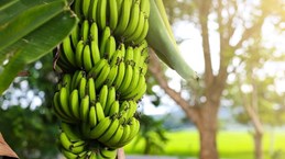 Ca Mau cherche à promouvoir la valeur de ses bananes