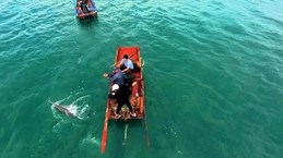 Quang Ninh : Dauphins et baleines aperçus à plusieurs reprises autour de l'île de Co To