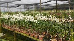 L'exportation d'orchidées, un produit prometteur de la Malaisie