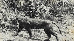 L'Indonésie cherche davantage de preuves que le tigre de Java n'est pas encore éteint