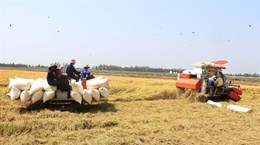 Le Vietnam gagne 1,43 milliard de dollars grâce aux exportations de riz au premier trimestre