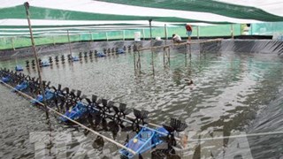 Ca Mau : pour une aquaculture respectueuse de l'environnement