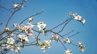 Les fleurs de bauhinia fleurissent dans toute la ville de Dien Bien