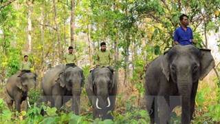 Quang Nam s'efforce de conserver l'habitat des éléphants