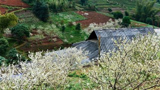 Le haut plateau karstique de Ha Giang à la saison de floraison des pruniers