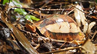  Thanh Hoa : conservation d’espèces de tortues rares 