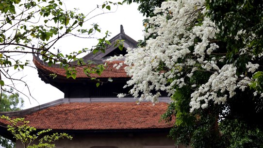 Les fleurs "sua", une beauté gracieuse de Hanoï