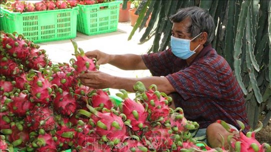 Lao Cai: réexportation à titre expérimental de produits agricoles vers la Chine