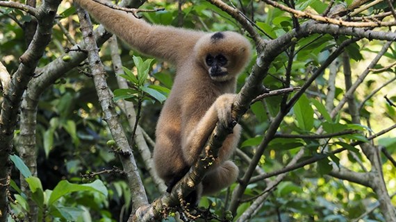 Des primates dans le Parc national de Cuc Phuong