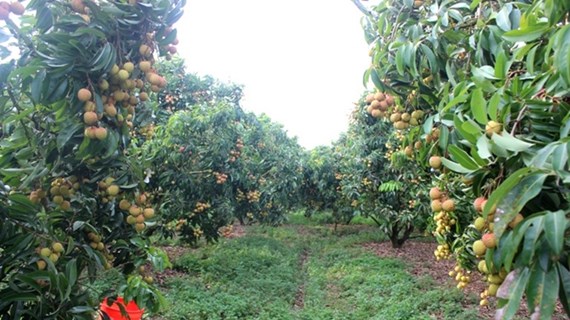 Bac Giang favorise le transfert d'avancées techniques dans la production agricole