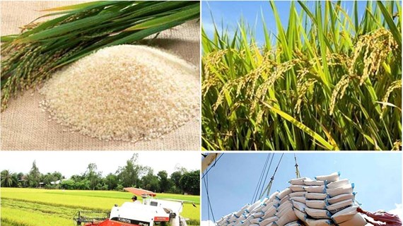 Exportations de riz en hausse de près de 50% en deux premiers mois