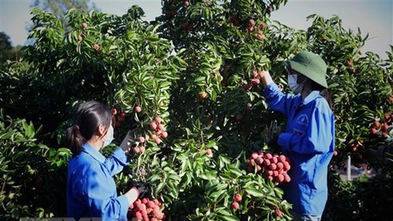 Conditions favorables pour que les entreprises chinoises achètent des litchis à Bac Giang