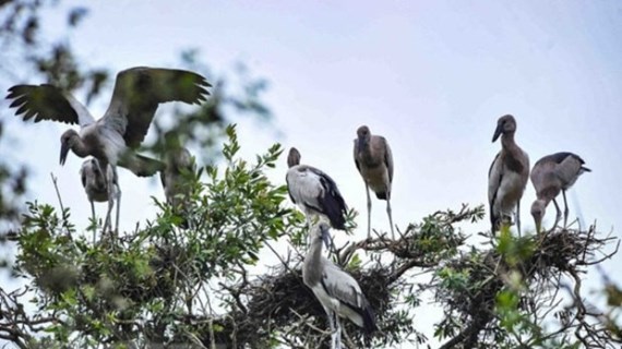 Le Vietnam s’efforce de conserver des oiseaux sauvages